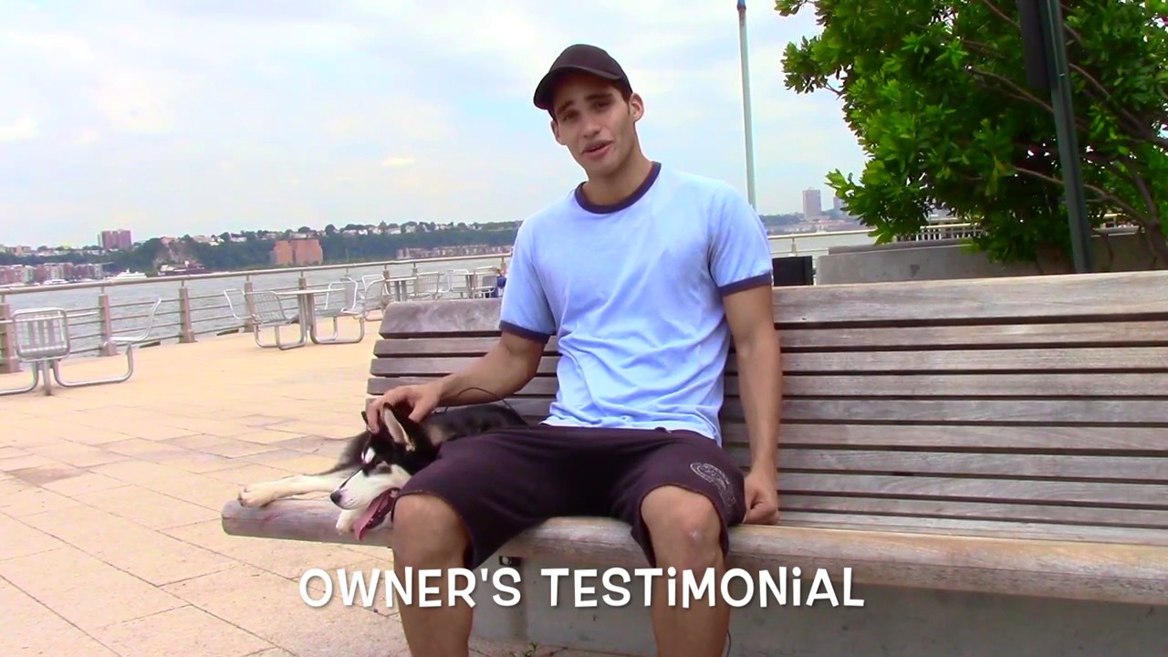 Providence Dog Trainers: Owner Testimonial for Phoenix the Husky | Best Dog Trainers in Rhode Island