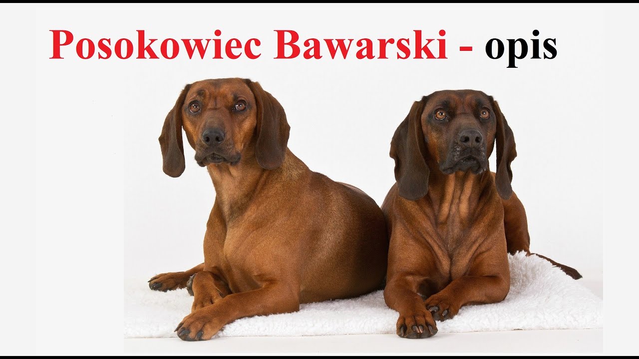 Posokowiec Bawarski   OPIS