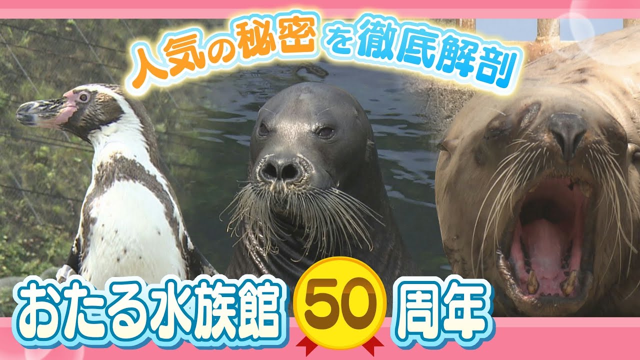 トドのダイブに自由すぎるペンギンショー　半世紀迎えた「おたる水族館」が道民に愛され続けたワケとは？