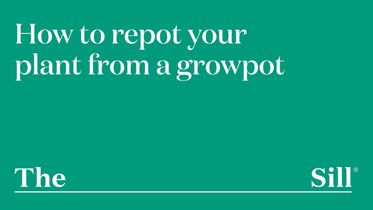 How to Repot your Plant from a Growpot