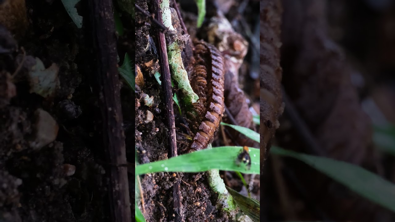 A Large Millipede Moving