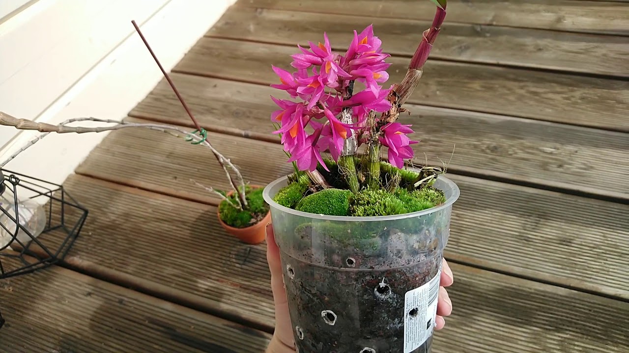 Dendrobium Hibiki ❤️ Den.Gonzalesii