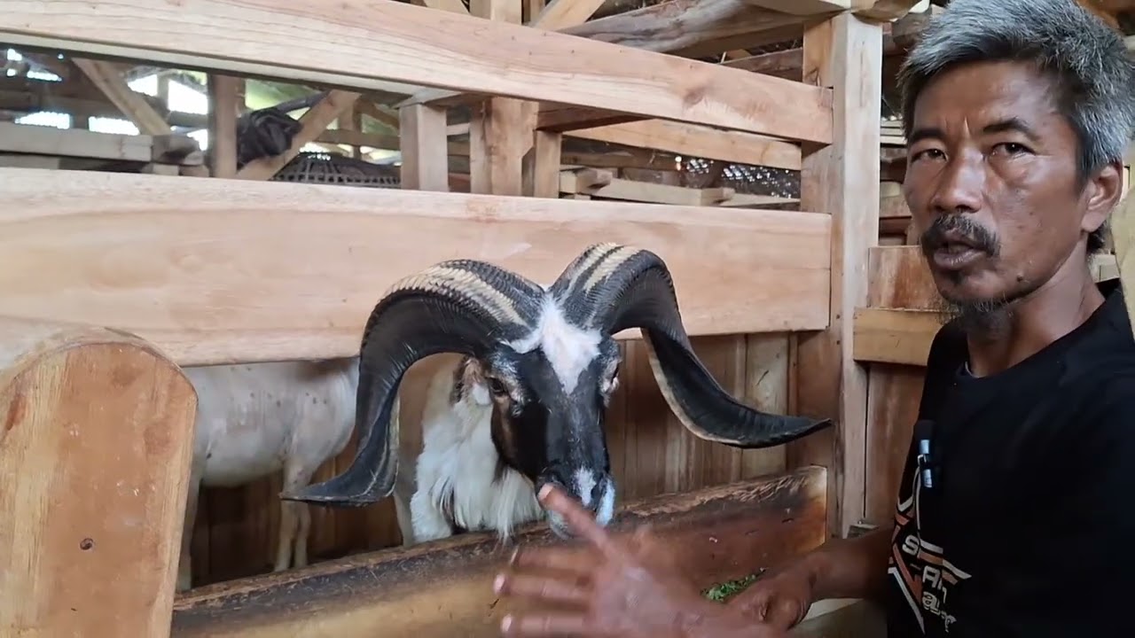 CARA MEMILIH PEJANTAN DOMBA GARUT YANG BAGUS. PEJANTAN DOMBA GARUT