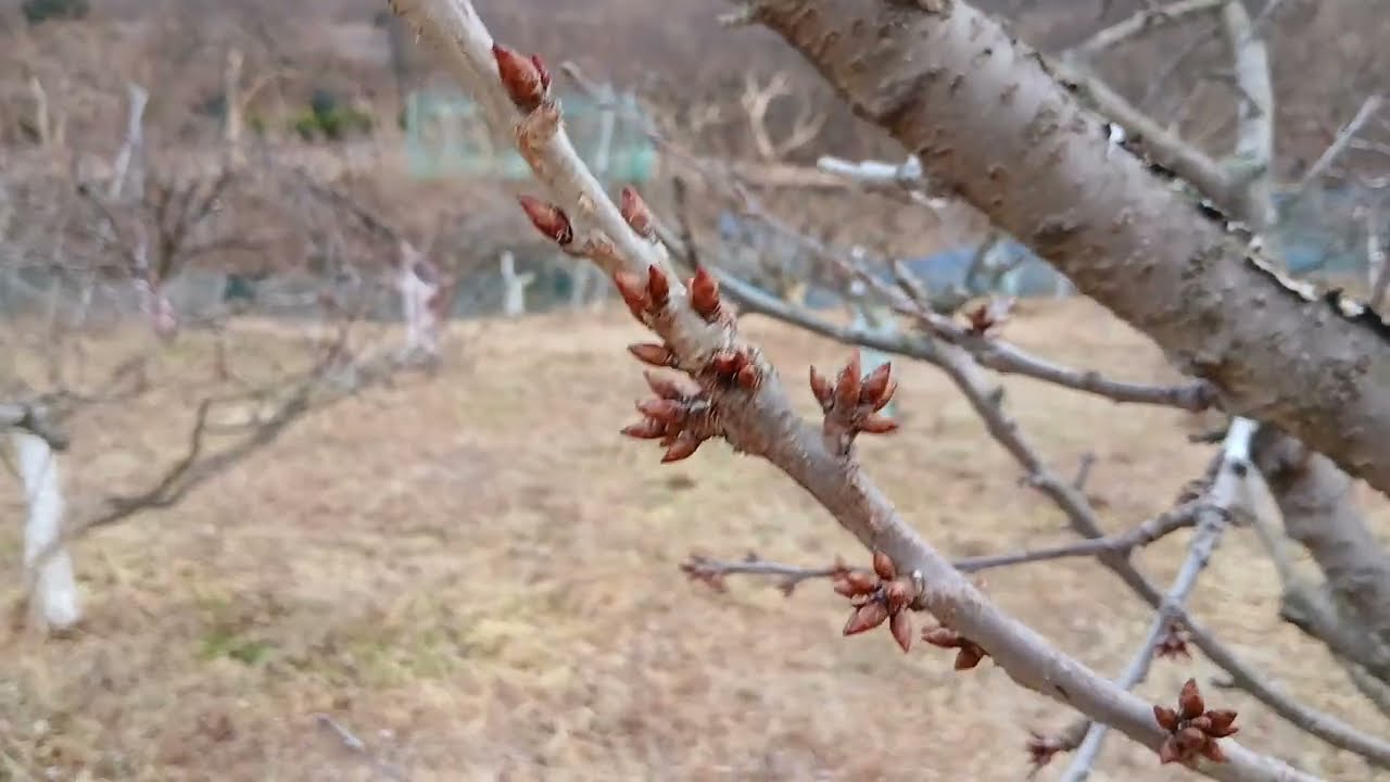 26년 2월 27일/ 석회고토 하차 후에 체리나무 관찰기록/주절주절 Talk
