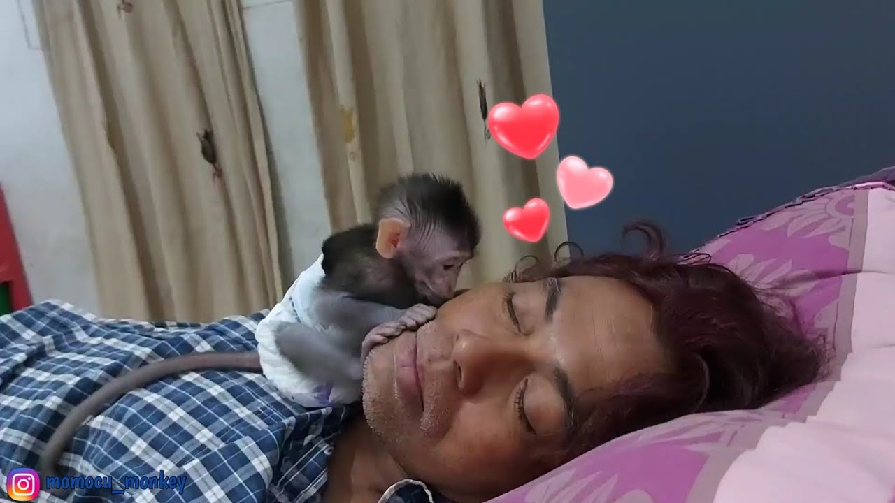 MONYET KECIL INI MANJA BANGET