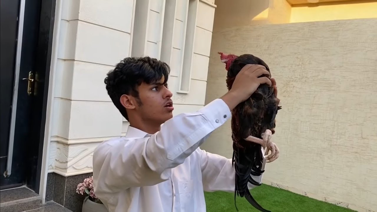 شريده سرق دجاج المضيوم | الديك انحاش😂😱