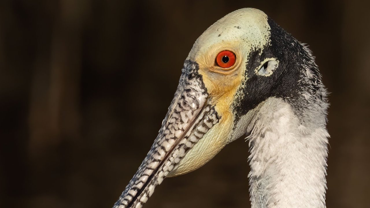 Sony FE 600MM F4 + A7RIV - Captures Stunning Detail and Clarity