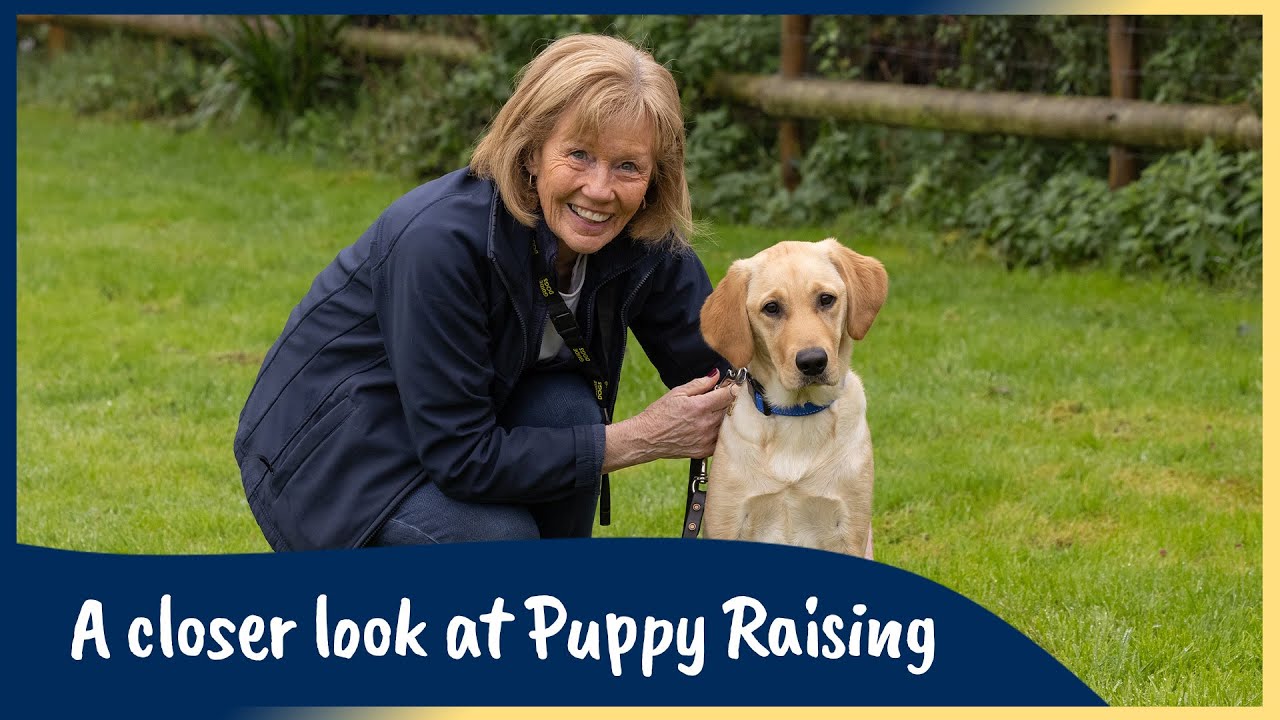A closer look at Puppy Raising | Sponsor a Puppy