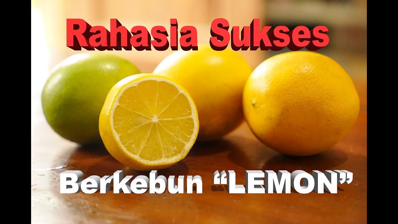 Sukses Berkebun Lemon