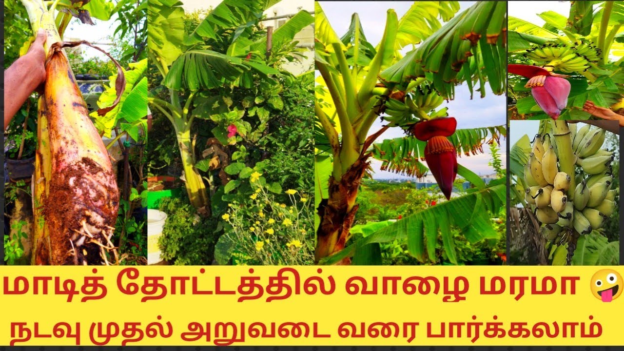 மாடித் தோட்டத்தில் வாழை மரம் வளர்ப்பது எப்படி@sreevigahomegarden
