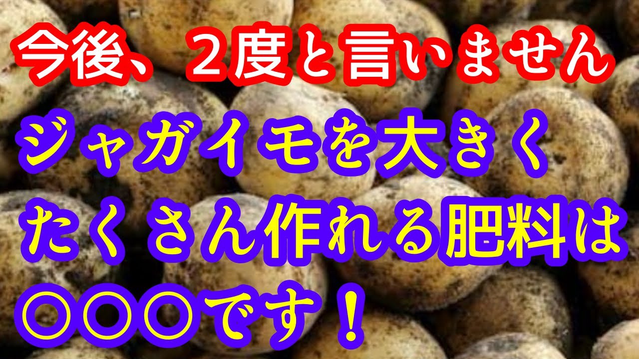 【ジャガイモ】イモを大きくたくさん作ることが出来る肥料を見つけました！紹介するので、一緒に使いましょう。