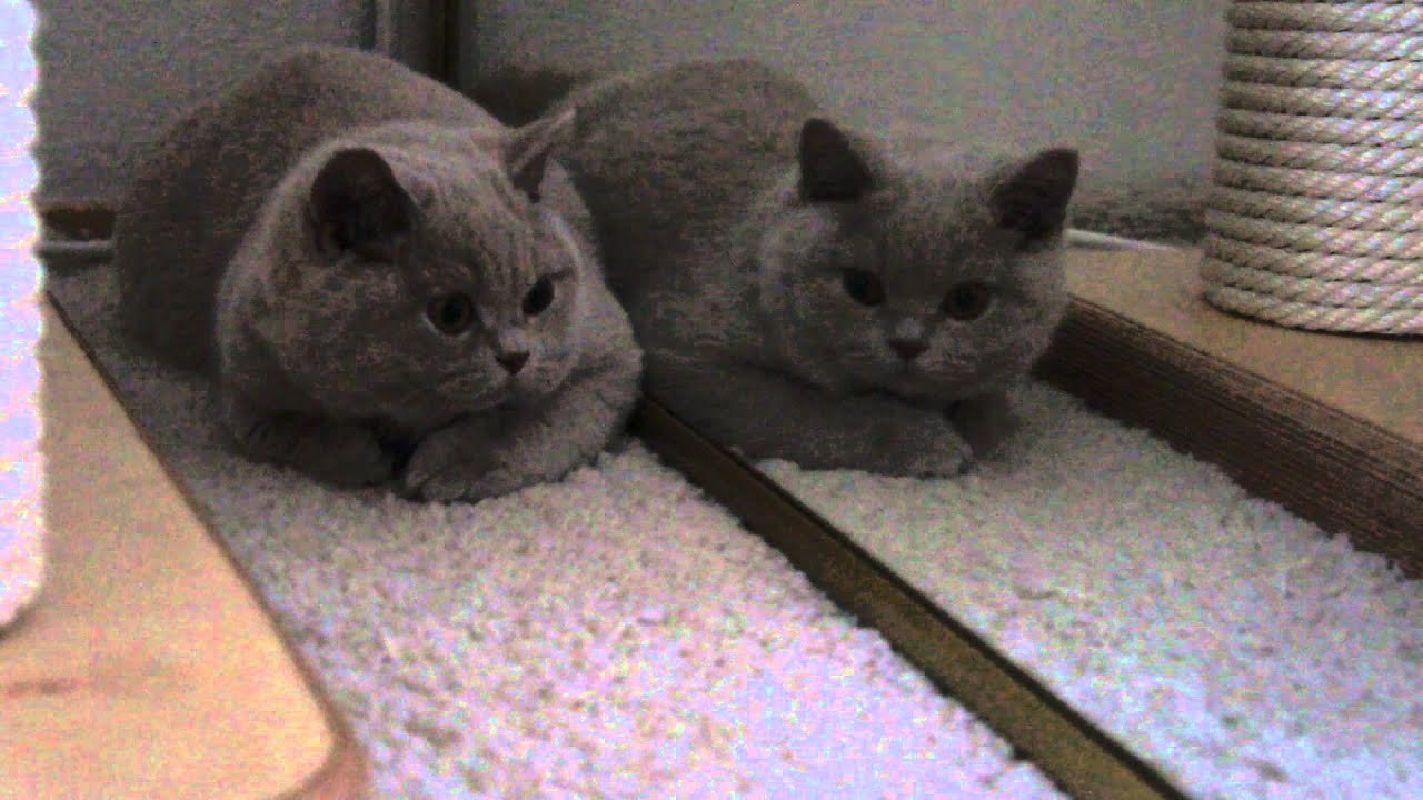 Jestem FRANUŚ i lubię głupotki - cd.. British Shorthair Cattery