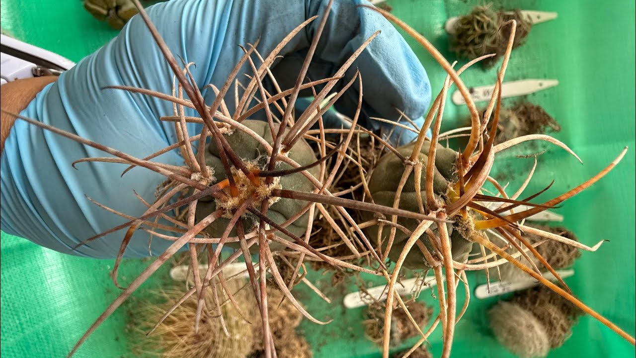 Cactus and succulent unboxing from The Cactus Shed | ferocious cacti | Sept 2024