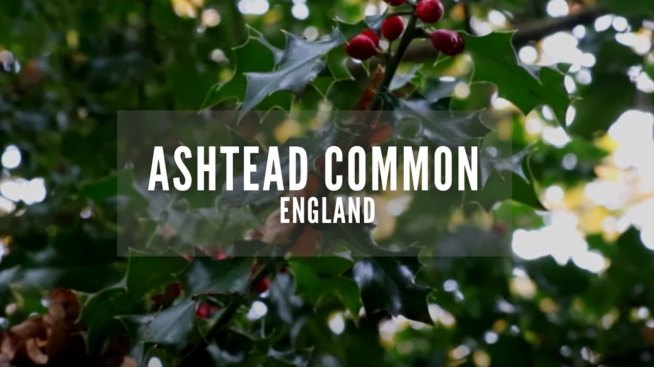 Ashtead Common | Autumn in Ashtead Common | Surrey | Ashtead Common Walks | Visit Surrey | England
