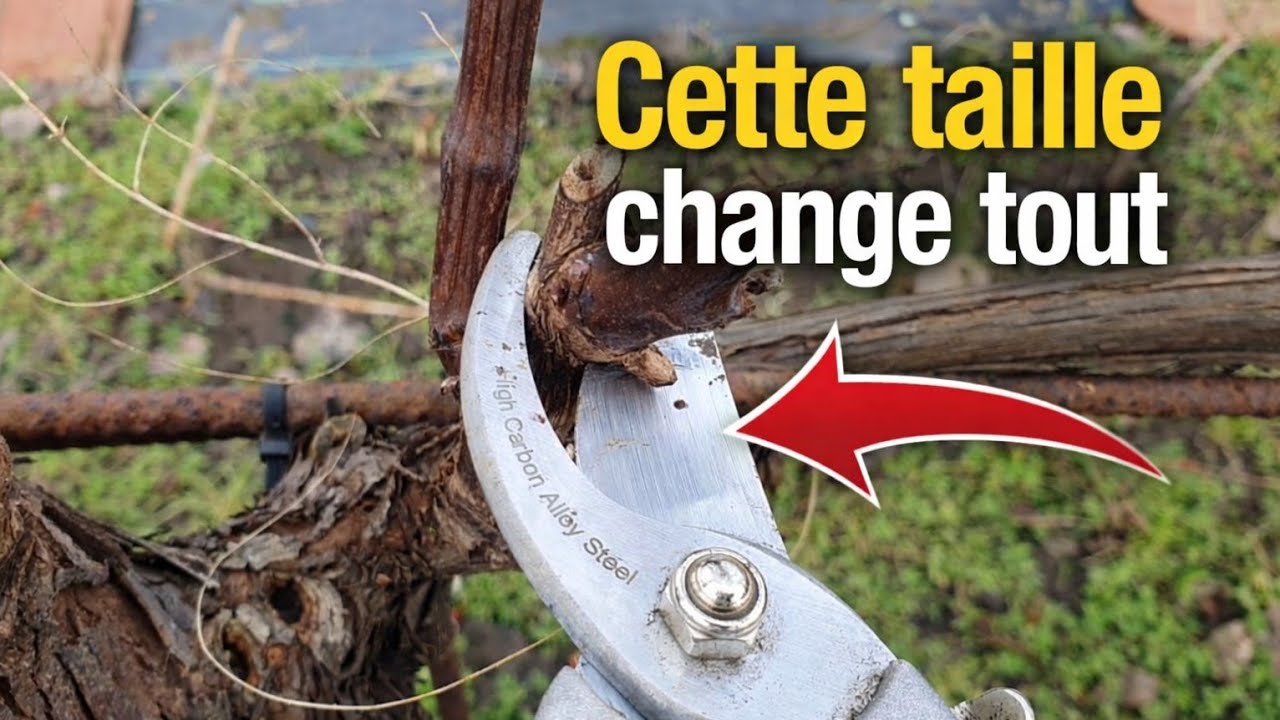 La bonne taille en Cordon de Royat pour une meilleure production de raisin. 2026