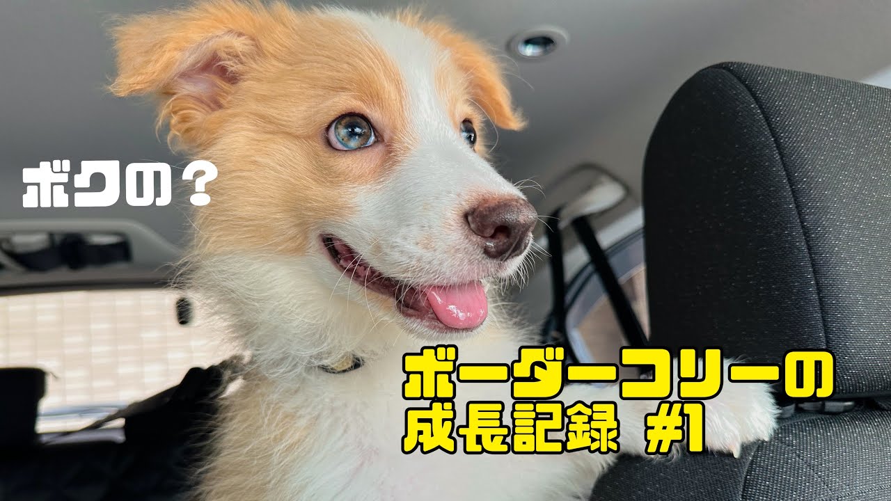 【ボーダーコリーの成長記録】