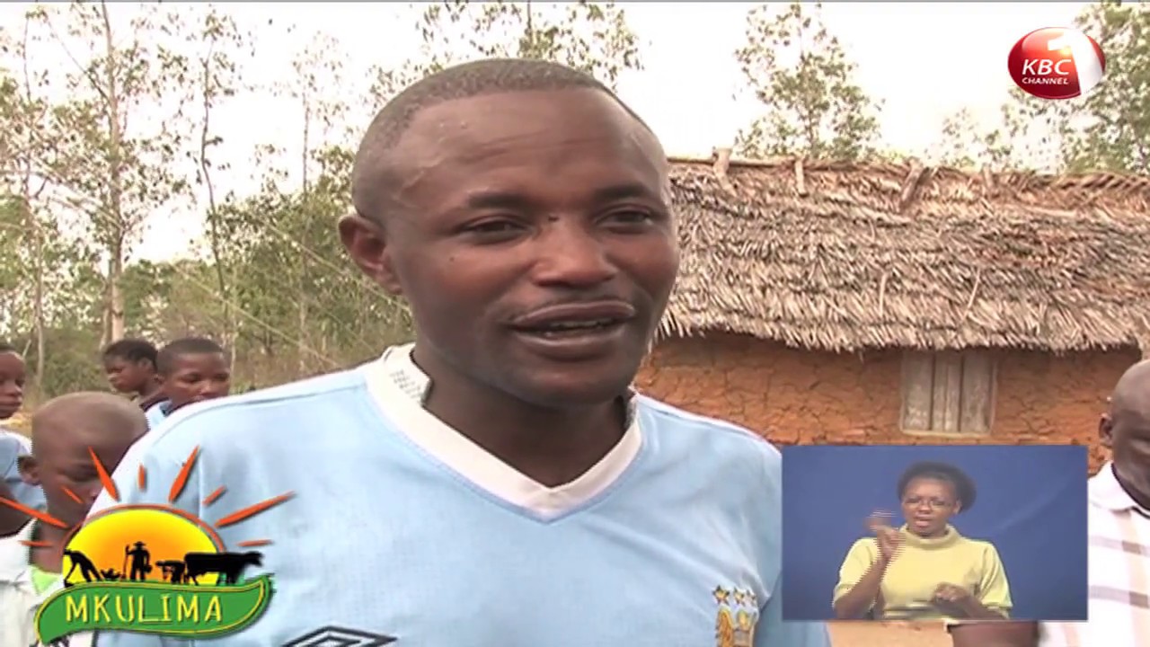Mkulima: Mti wa ajabu wa 'tunguru' maeneo ya Pwani na Baringo