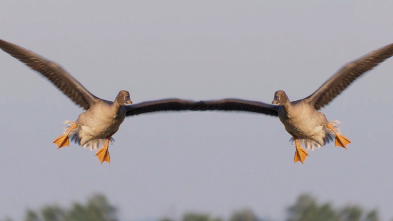 기러기는 거꾸로해도 기러기
