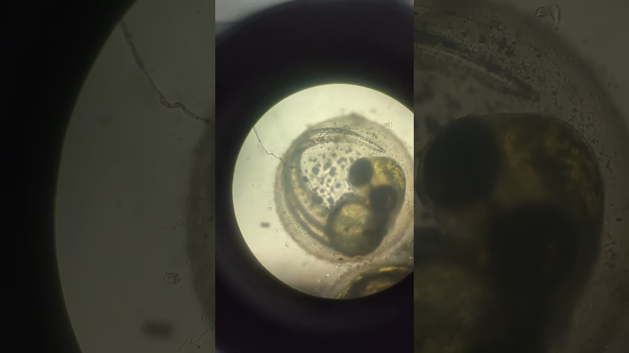 Heartbeat of zebrafish (Danio rerio) embryo at 48hr post fertilization