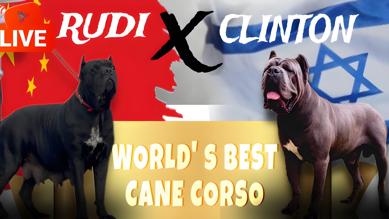 Directly Imported Cane Corso ~ New litter Available!  Watch Them Live now ! Cane Corso import Blood