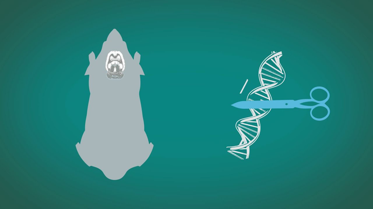 Dispelling myths around animal research