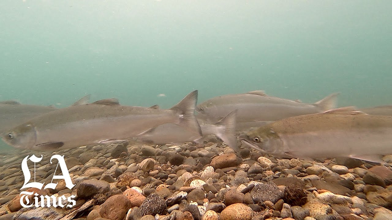 Alaska's Pebble Mine would risk sustainable salmon for copper and gold