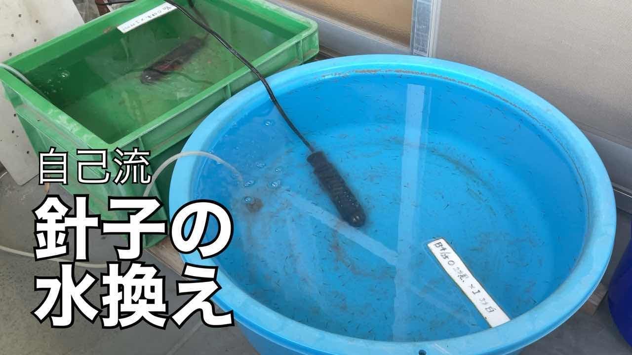 針子の水換え