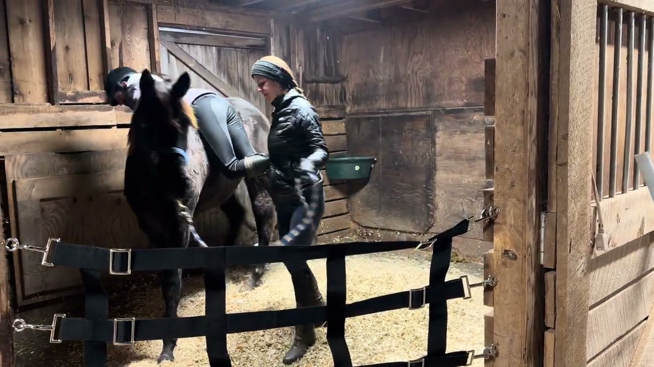 Backing 2 year old TB mare Matilda Laura & Megan 1.11.26