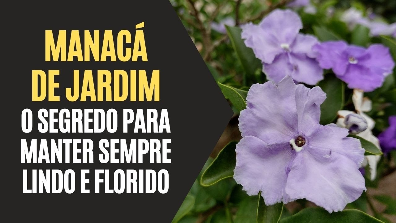 Manacá de Jardim: O Segredo Para Manter Sempre Lindo e Florido