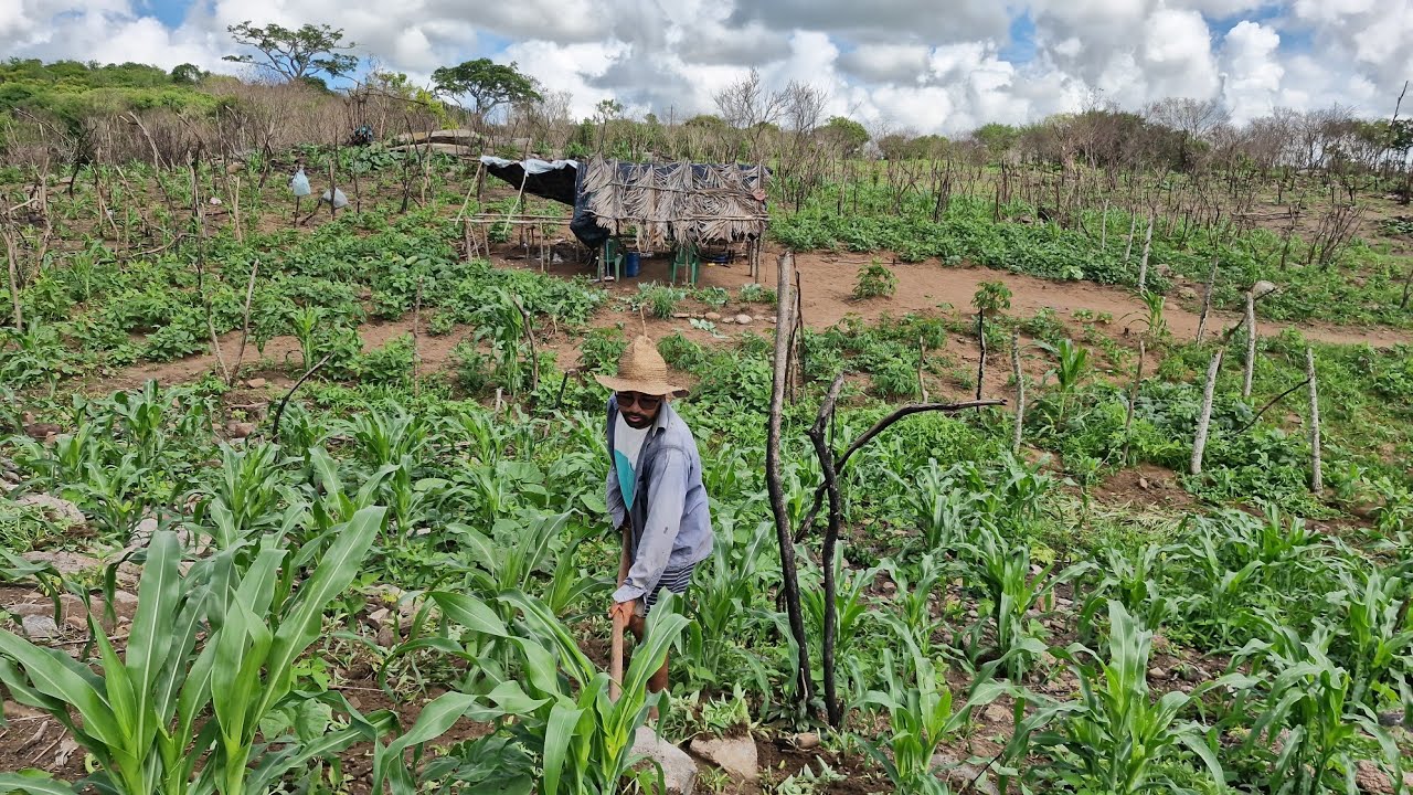 Limpando uma incrível roça de milho e fava, mas veja a colheita de couve no rancho do zezinho 🥬🥬🥬🥬👏