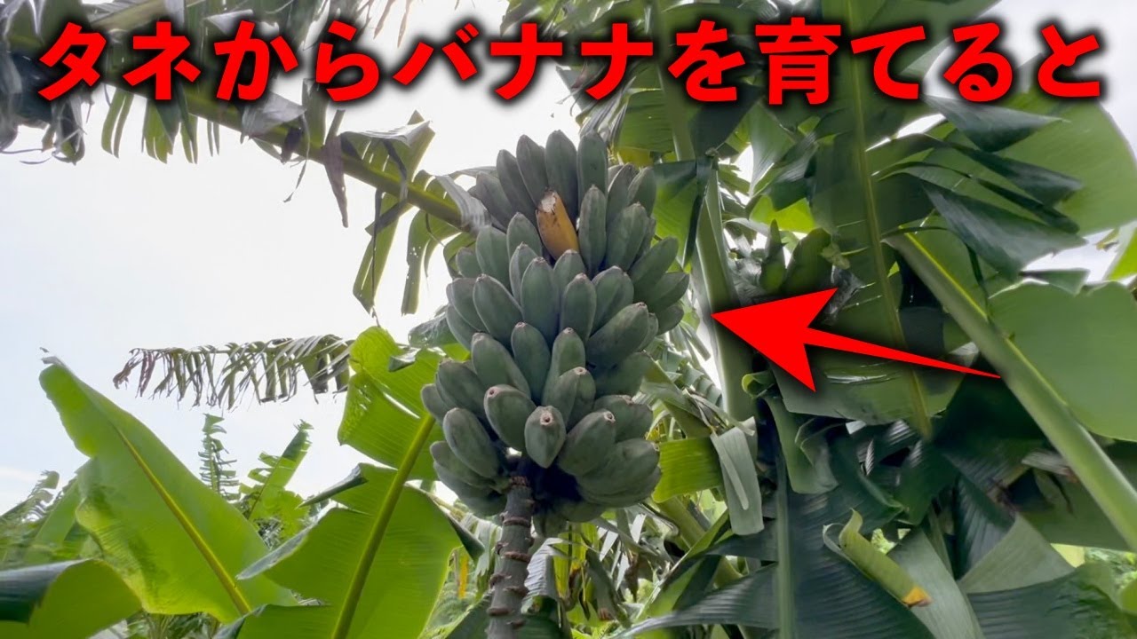 【普通ではあり得ない】タネからバナナを育てると......【ナツⅡさんコラボ】