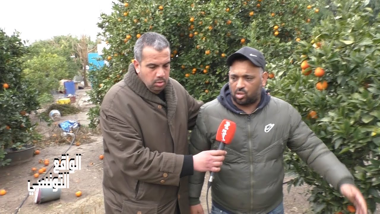 صرخة فلاح  بعد الفيضانات الاخير في نابل وخسائر كبيرة و تضرر صابة القوارص