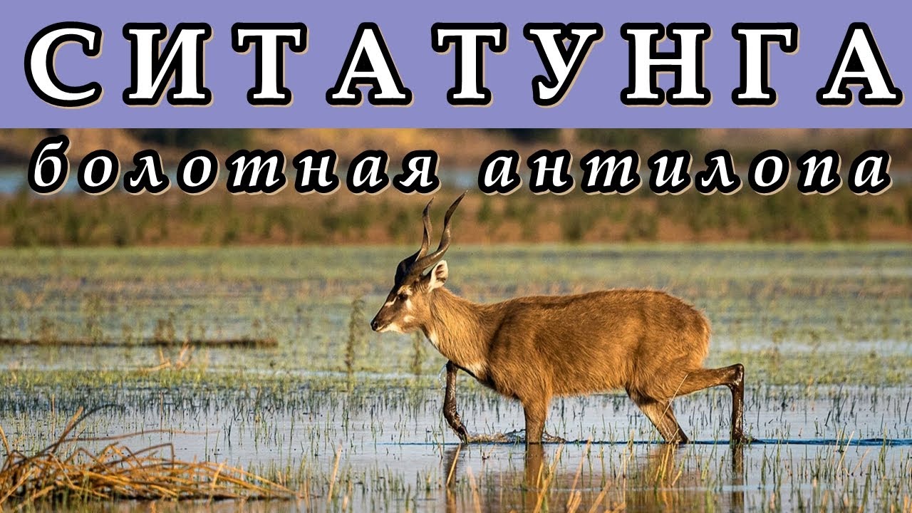СИТАТУНГА - Болотная антилопа