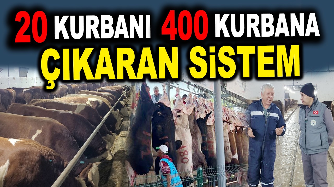 20 Kurbanla başladık bu sistemle şimdi 400 kurbanlık satıyoruz - Yıldırım Besi Çiftliği Ankara