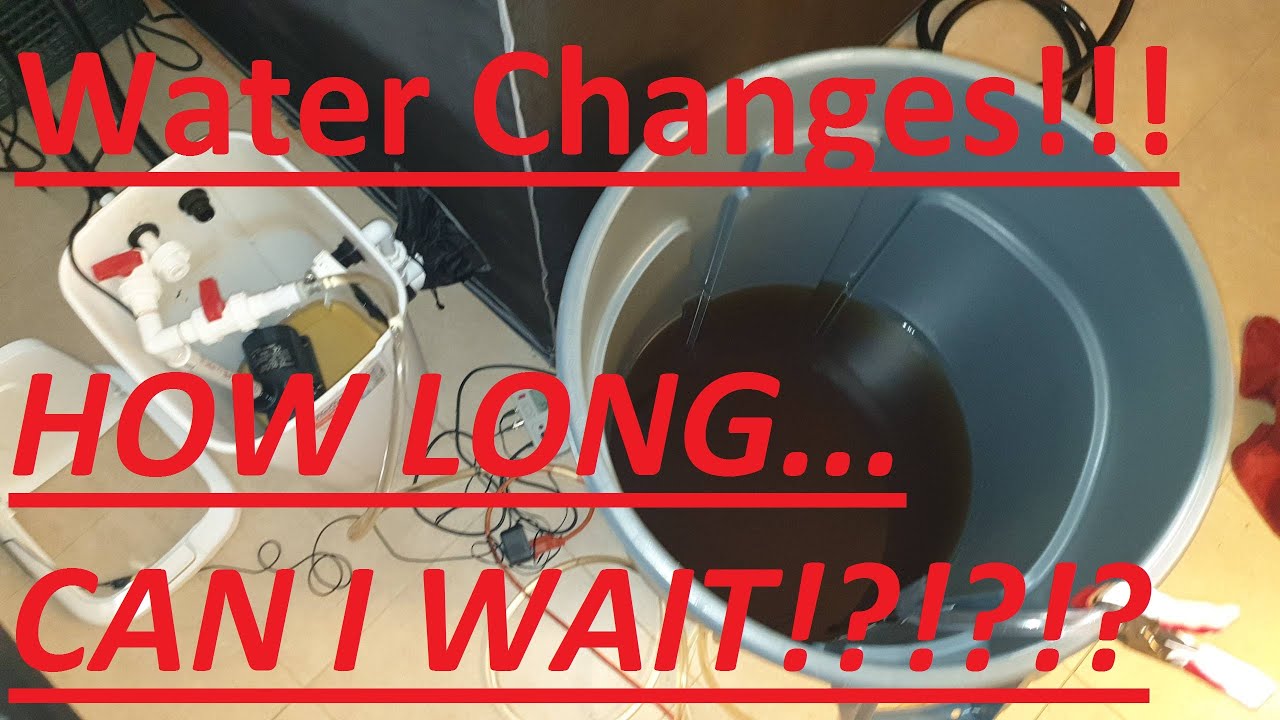 When are DWC Water Changes Necessary?!?!                                  Hydro Cannabis Grow Series
