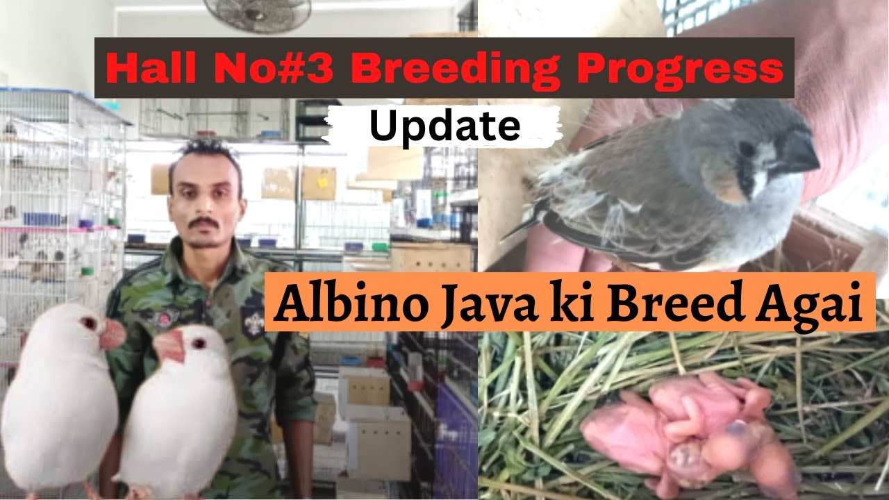 Hall 3 Breeding Progress Update | Albino Java ki Breed Agai | Java Aviary |CutThroatt |English Zebra