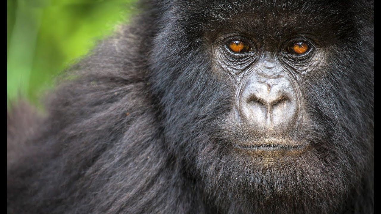 Virunga Mountains - Rwanda : Overview