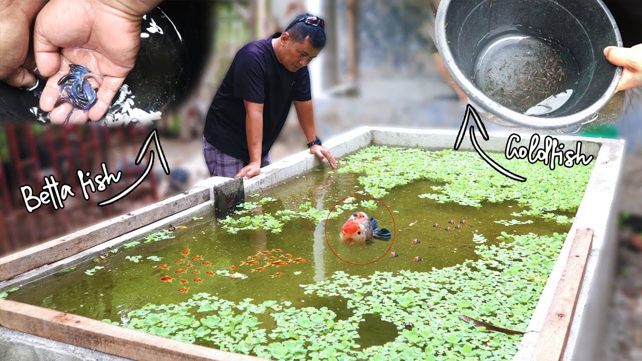 BUYING BETTA FISH & GOLDFISH FROM A FRIEND WHO LOST HIS JOB  UPDATE