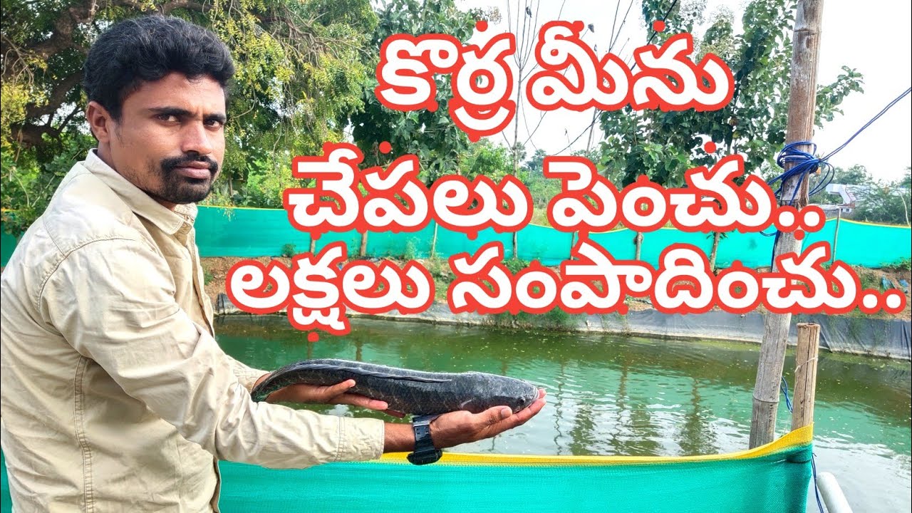 #Fishfarming #Rythumuchata కొర్ర మీను చేపలు పెంచు.. లక్షలు సంపాదించు..|Murerel Fish Farm