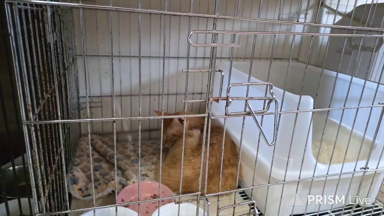 길고양이 밥배달❤️밀키복막염치료 D+115일차💕