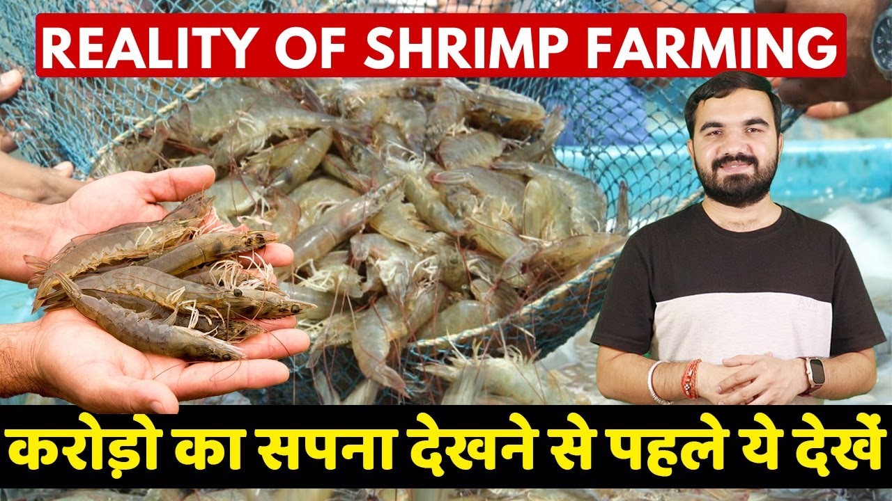चेतावनी | Shrimp Farming | prawn Fish Farming | Jhinga machli palan | Shrimp ki kheti | Jhinga fish