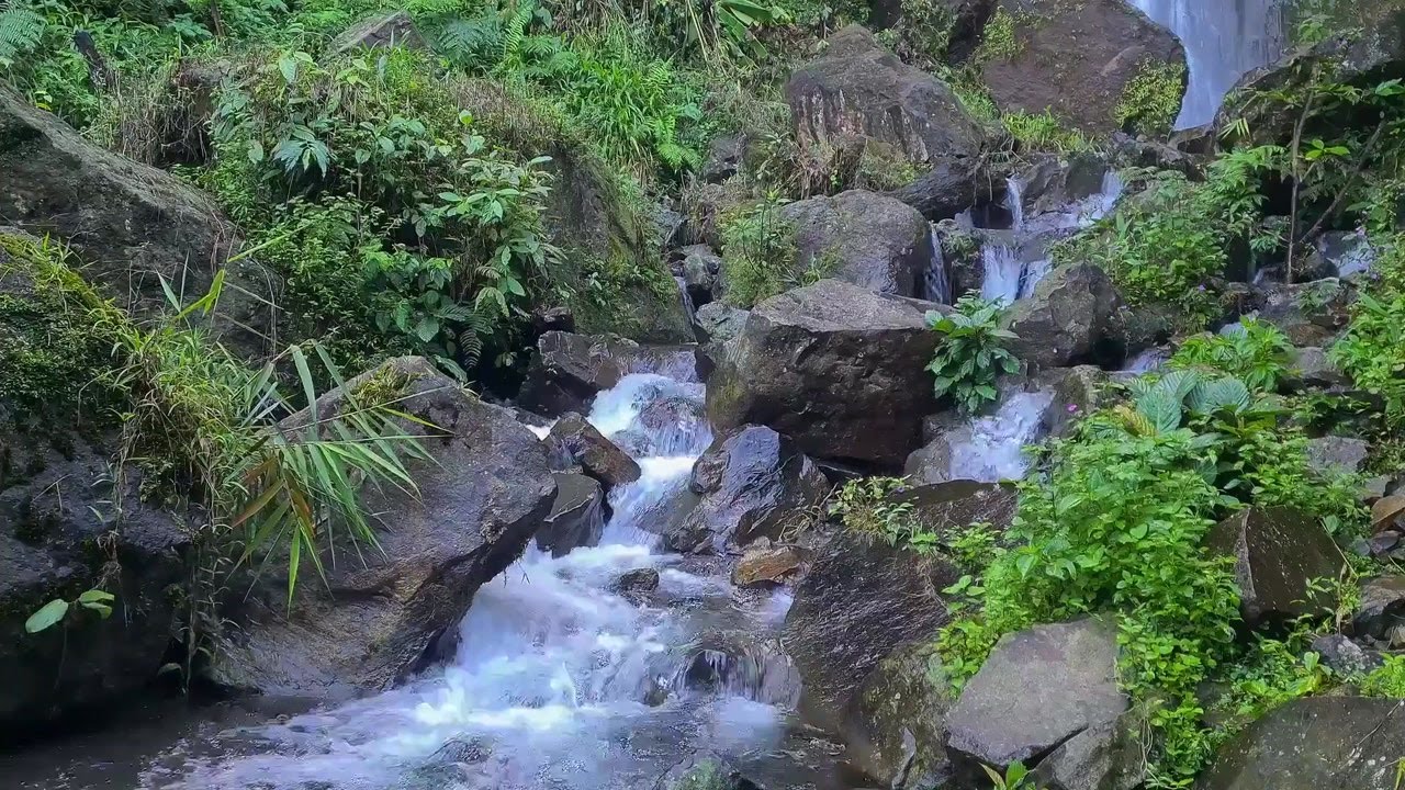 Quiet Forest River Flow | Relaxing Nature Sounds for Sleep and Stress Relief