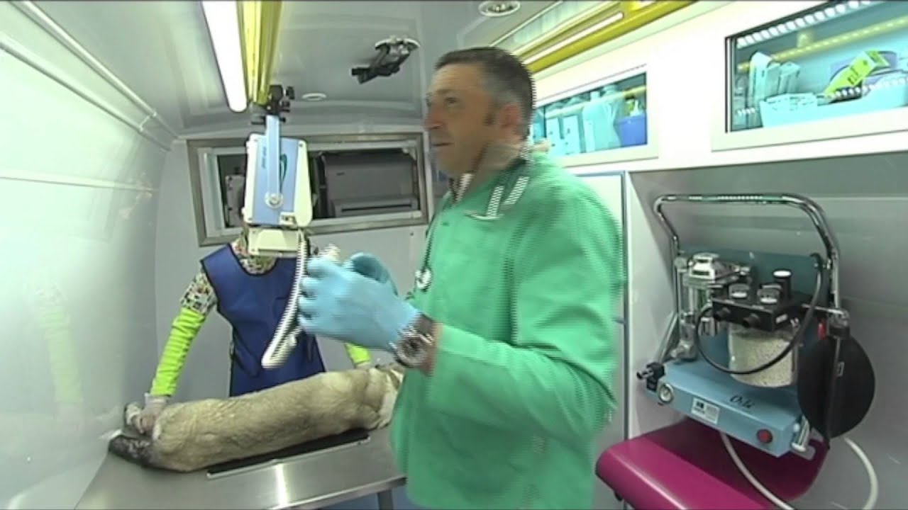 Clínica Veterinaria a Domicilio