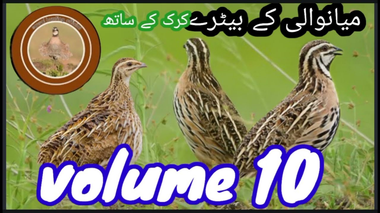 batair ki awaz //quail sound //vice of quail//@Sawalhunting-sn9vs