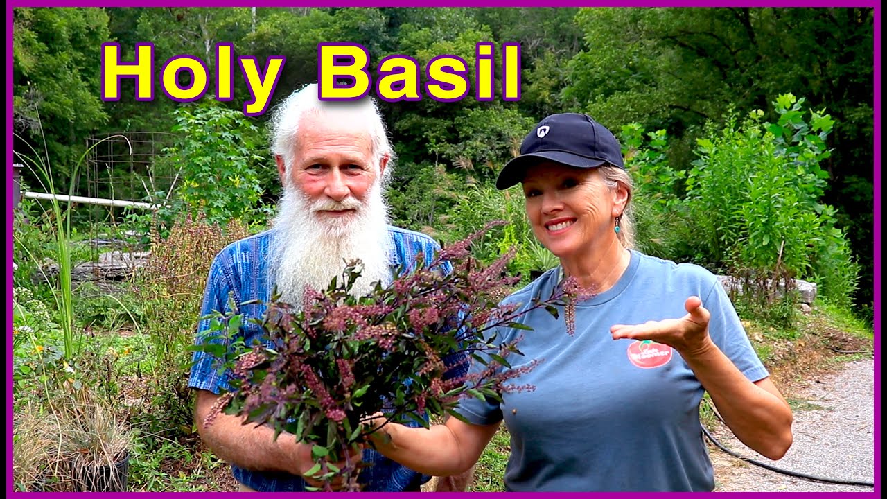 HOLY BASIL (TULSI) - Harvesting the MIRACLE HERB