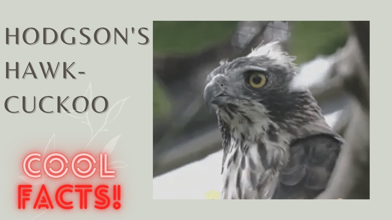 Hodgson's Hawk-cuckoo facts 🦜Whistling Hawk-cuckoo 🦜found in north-eastern India 🇮🇳 🇲🇲 China