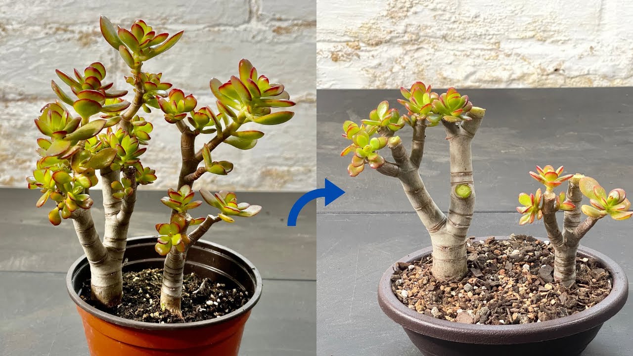 Creating Jade Bonsai - Crassula Ovata Crosby's Dwarf Bonsai - Repotting and Pruning Jade