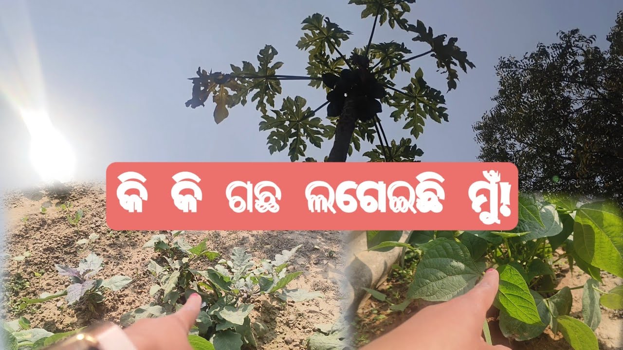 କହିଲି ବୋଲି କ'ଣ ଏତେ ସାରା! 😱