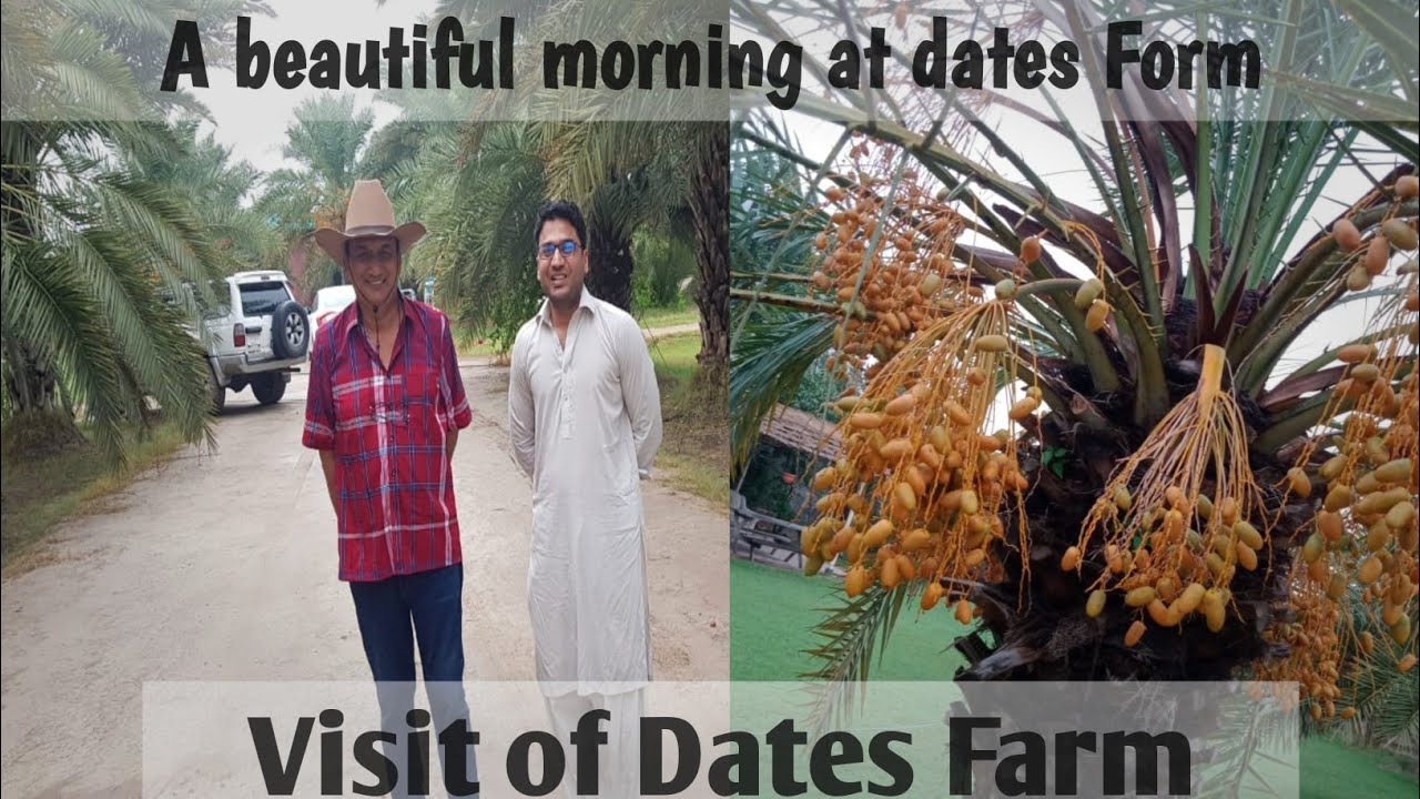 Visit of Dates Farm in Multan || Engr Wasim Abbas Khan Official