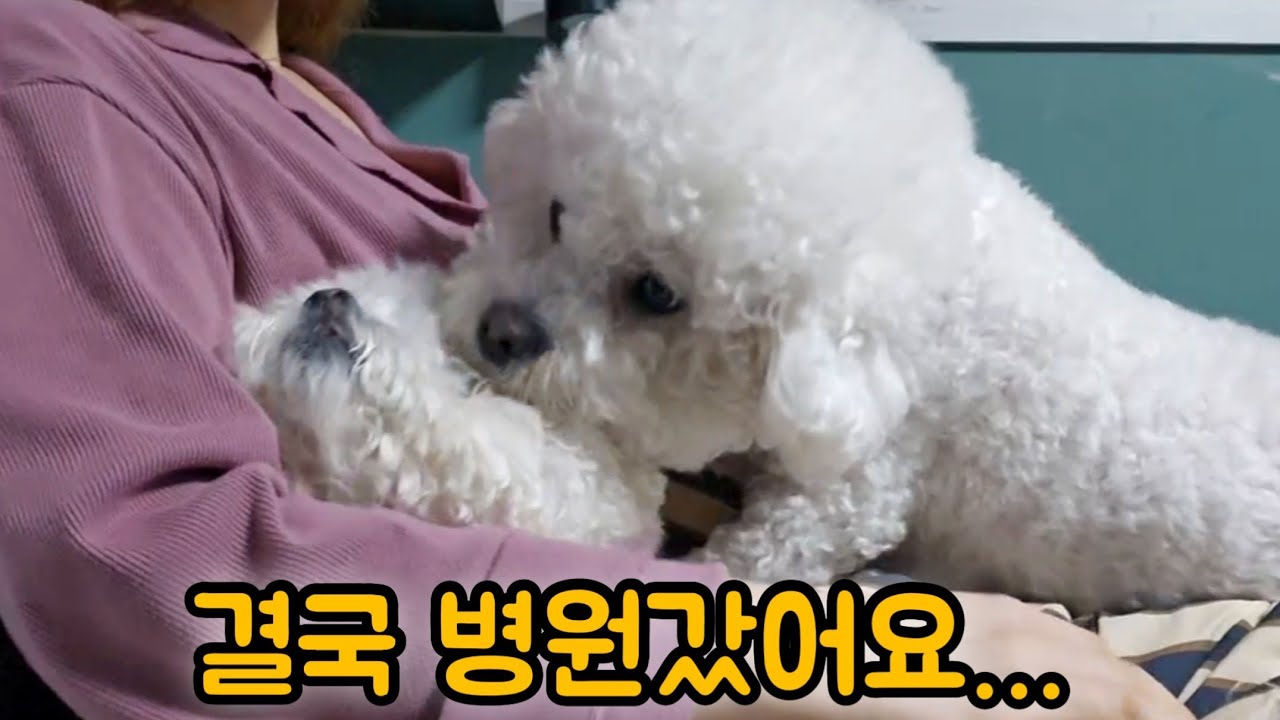만식이가 갑자기 왜 이럴까..😭 결국 병원 다녀왔습니다 | 식식이네 명절 브이로그
